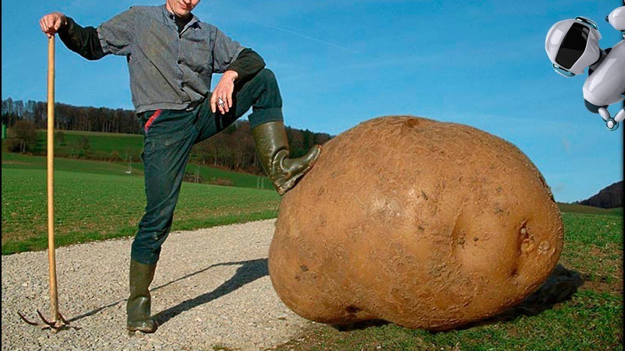 Самая большая картошка в мире