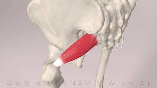 Hip Rotator Series Part 5: The Piriformis Muscle (3d Anatomy) смотреть онлайн
