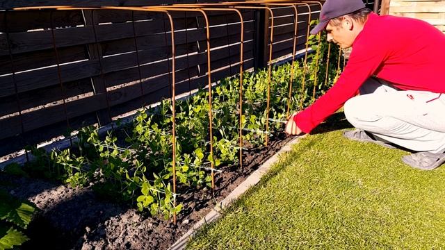 42. Горох. Красивые грядки для гороха. Подвязка гороха смотреть онлайн