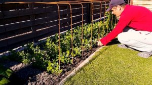 42. Горох. Красивые грядки для гороха. Подвязка гороха