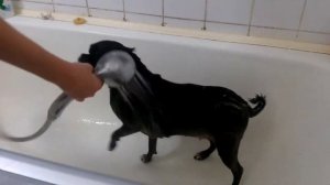 как мыть собаку и ухаживать за ней.