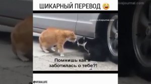 Чёрно- белый кот обосрался