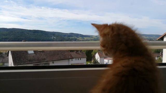 Злой котёнок. Злится и бесится! Кätzchen ist sauer verärgert