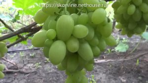 Сорта винограда Валентина  2017