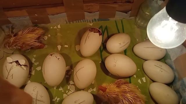 Без гусят я не останусь! Лупятся и лупятся!?Хотела Мамута и получила ?Вылупление гусят на 29 день смотреть онлайн