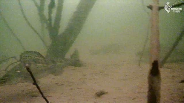 Вернулись половить в КОРЯЖНИКЕ! Судак на ВИБЫ ЗИМОЙ смотреть онлайн