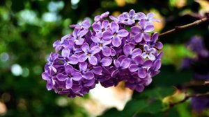 Сирень: советы по уходу и посадке