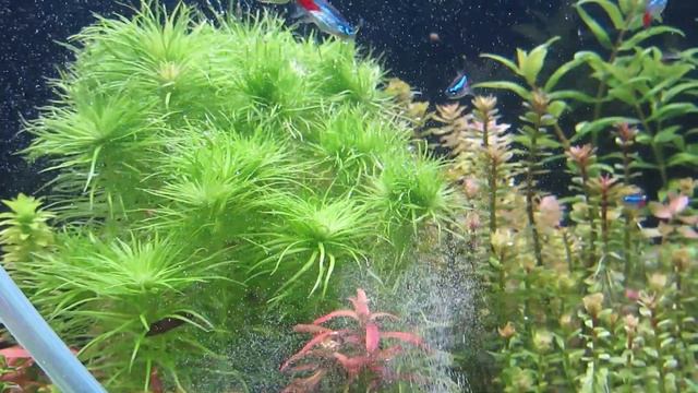 Самодельный диффузор CO2 для аквариума. смотреть онлайн