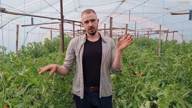 СТИМУЛЯЦИЯ НАЛИВА ТОМАТА В ТЕПЛИЦАХ В ВЕСЕННЕМ ОБОРОТЕ смотреть онлайн