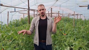 СТИМУЛЯЦИЯ НАЛИВА ТОМАТА В ТЕПЛИЦАХ В ВЕСЕННЕМ ОБОРОТЕ