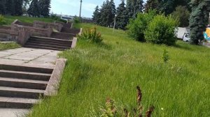 Спирея японская Макрофилла -самая красивая из спирей. Почему сажать её передумала?
