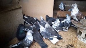 Николаевские голуби Липецкая область