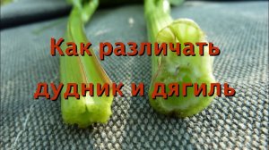 Как различать Дудник лесной и Дягиль лекарственный