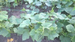 Огурцы / Грядка с огурцами / Семена огурцов из гибридных сортов / Сорт огурцов Дерия