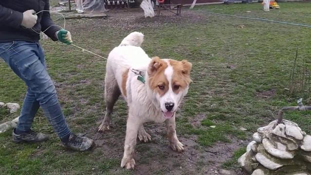 Добрый чистый АВ. смотреть онлайн