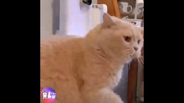 ПРИКОЛЫ С ЖИВОТНЫМИ 😺🐶 Смешные Животные Собаки Смешные Коты Приколы с котами Забавные Животные ##01