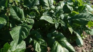 Картофель Милена