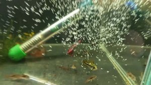 Новая рыбка на аквариумной разводне