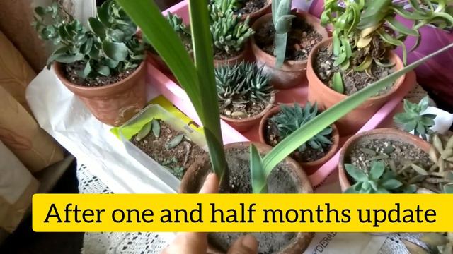 Growing process of Gladiolus plant смотреть онлайн