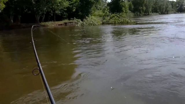 Июньский жор жереха. Жерех на спиннинг. Рыбалка в Астрахани на реке Ахтуба. вертушка akara libra смотреть онлайн