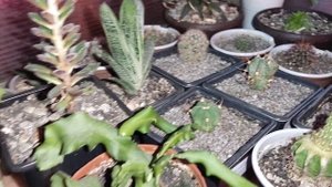 #Кактусы и суккуленты#!