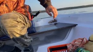 Рыбалка на оз. Селигер. (Судак на дорожку).