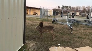 Rudolph the Deer Plays with Doberman