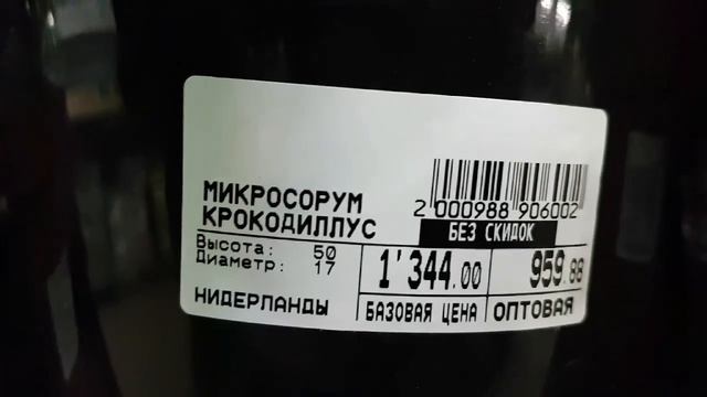 Калатеи и папоротники: асплениум, аспарагус, нефролепис, кочедыжник, адиантум, варенс и эпипремнум.