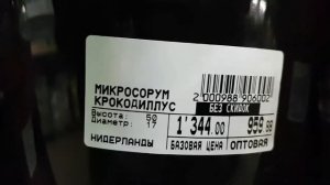 Калатеи и папоротники: асплениум, аспарагус, нефролепис, кочедыжник, адиантум, варенс и эпипремнум.