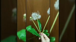 Одуванчик из холодного фарфора. Сюрприз в конце.
