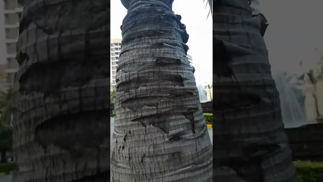 Китай. День пятнадцатый. Санья. Как узнать возраст пальмы. смотреть онлайн