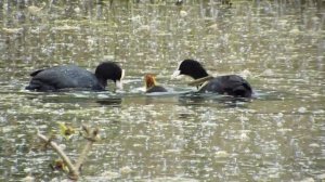 Coot family feeding cute offspring. FUJI FINEPIX S8400W