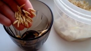 Как вырастить траву для хомяка