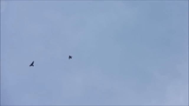 Подольские высоколетно-декоративные голуби смотреть онлайн