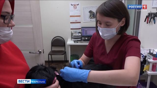 Ветеринарный сертификат для вывоза домашнего питомца за границу теперь можно оформить он-лайн смотреть онлайн