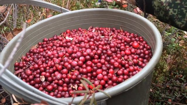 Собираем бруснику