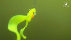 Силиконовая приманка двухвостый ШЕД ТВИСТЕР. Рыбалка с Deki Orka
