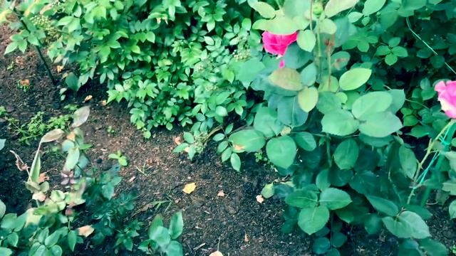 Розы. Тень не помеха красоте. Mary Rose, Sonnenwelt, Nostalgia, Honore de Balzac, Benjamin Britten. смотреть онлайн