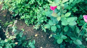 Розы. Тень не помеха красоте. Mary Rose, Sonnenwelt, Nostalgia, Honore de Balzac, Benjamin Britten.