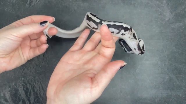 VPI Axanthic Piebald Ball Python - 2023.12-1