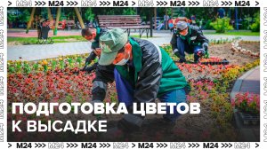 В тепличном хозяйстве рассказали о подготовке цветочной рассады к высадке в Москве - Москва 24