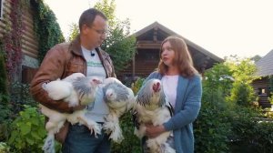 БРАМА И КОХИНХИН - элита крупных куриных пород. Рассказ о породах. Птицеводство ТВ #22