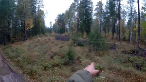 ЗАГОННАЯ ОХОТА НА ОЛЕНЯ. Добыл двух с одного номера