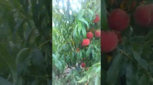 Сорт персика "харнас"
