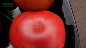 Томат ДИКИЙ ФРЕД. Обзор сортов ТОМАТОВ!