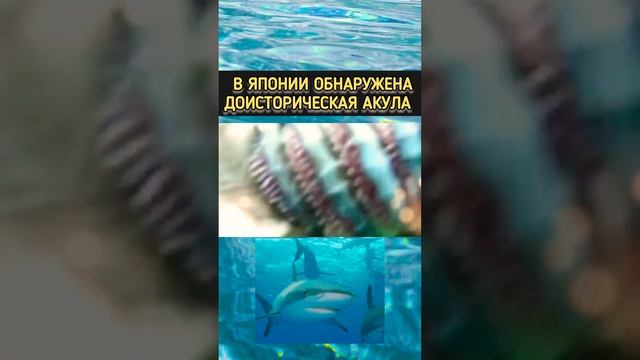 ? В Японии Обнаружена Доисторическая Акула — Такие Жили Сотни Лет Назад.