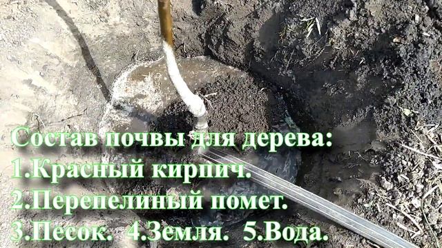 Посадка груши до первых листьев. смотреть онлайн