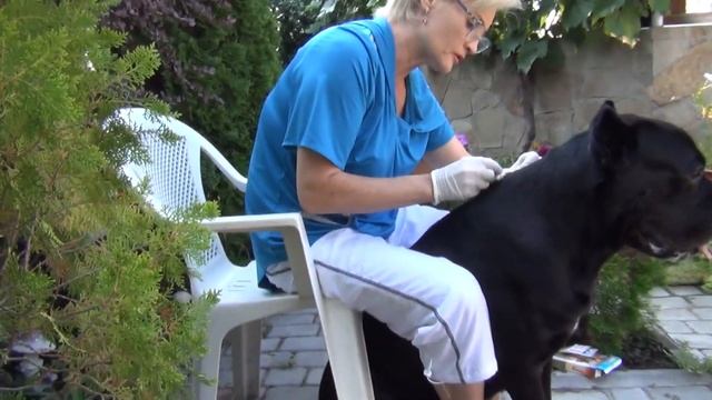 Какой препарат мы используем от паразитов для собаки кане корсо. #canecorso #dogs #собаки
