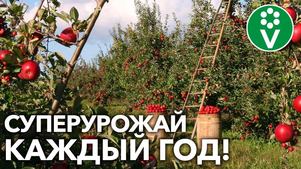 Подкормка яблонь в августе. Питомник саженцев в орле на болховском шоссе. весенняя подкормка плодовых деревьев и кустарников ранней весной.