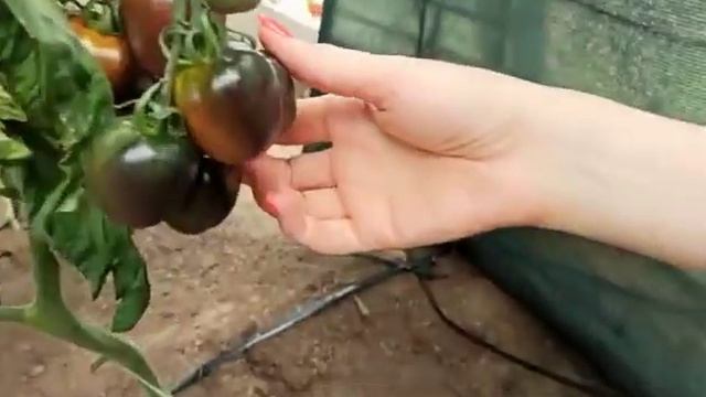 Томат черри Черничный блюз F1 смотреть онлайн